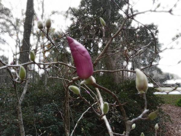 Buds beginning to bloom on my Japanese magnolia in January.
