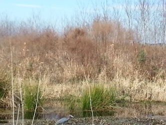 So I was shooting blind and trying to capture this bird on the more marshy side of the trail. I thought the bird was in the center of my shot. But you get the idea...