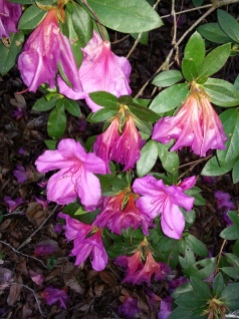 Amid the frozen Salvador Dali clock-like azalea blooms were an unscathed few.