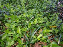 The weeds, such as this wandering Jew encroaching on our monkey grass, were unaffected by the cold temperatures.