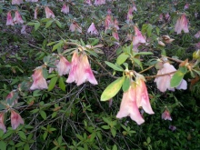 The lighter pink azaleas that gave up the ghost during the predawn hours.